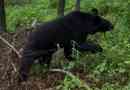 Khabarovskban himalayan bear sétál az utcán